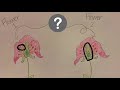 Pollination and Plant Life Cycle