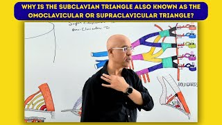 Why is the Subclavian Triangle also known as the Omoclavicular or Supraclavicular Triangle?