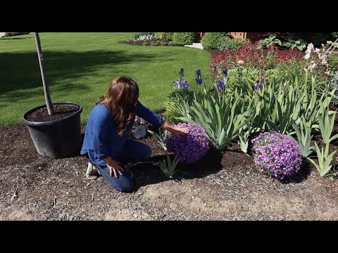 Planting Creeping Phlox (that's in Full Glorious Bloom!