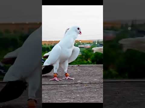 Duniya ka sabse mahanga kabutar #pigeon #bird #kabootar #fancypigeon #Youshorts #lover