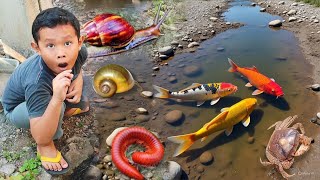 Melihat Snails, Bekicot, Keong, Siput, Cangkang,  Kaki seribu atau Luwing, kepiting, ikan hias #10