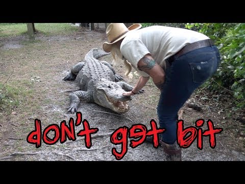 Why You Shouldn't Mess With Alligators