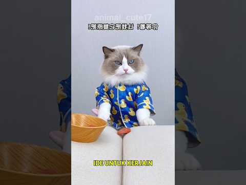 Kucing pintar ini kerjain Babu nya yang jorok #shorts #kucing