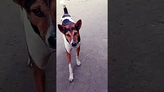 The most innocent....😁... #labrador #2026 #funnydog #doglover