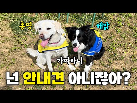 가짜 안내견이라고..? 억울하게 의심 받는 강아지를 만나 하루종일 다녀 봤더니😭 그만 쫒겨나고싶은 일상