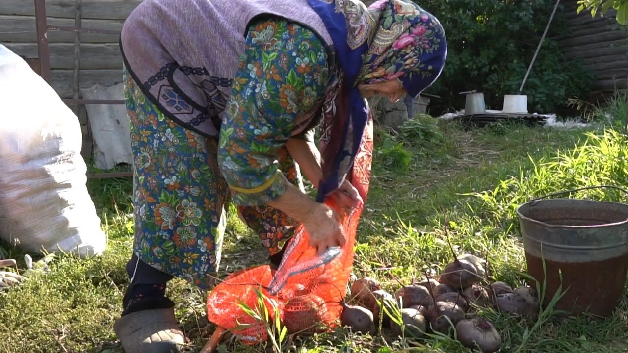Один день на картошке в деревне. Хранение урожая в овощной яме