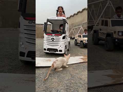 القطه الجديدة هربت في اللحظة الاخيرة 😾🐈#shorts