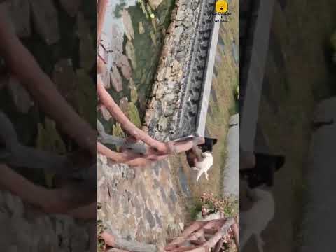 Macaco provoca cachorro e o final vai te surpreender. #animais #curiosidades #conhecimento