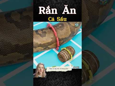 RẮN ĂN CẢ SẤU — Thật Không