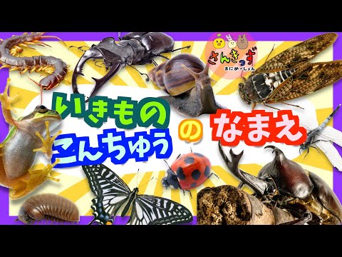 【子供向け 昆虫アニメ】昆虫や無脊椎動物など生き物の名前を覚えよう★カブトムシ、クワガタムシ、カエルなど人気のいきもの18種が大集合！【  幼児向け 虫さん 生き物の知育動画】