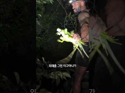 그린 이구아나를 잡는 이유