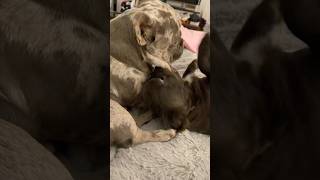 He Lets Penny Do This! Saga Continues #shorts #frenchie #frenchbulldog #family #love #texas