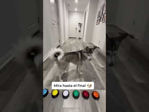 Sapphie la pomsky juega al escondite 🙈 #shorts