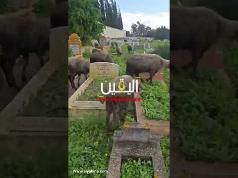 طالقين الغنم ترعى في المقابر لا حول والا قوة الا بالله