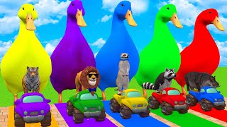 5 Giant Duck Cartoon, Cow, Mammoth, Elephant, Tiger, Paint Wild Animals Crossing Fountain Animation