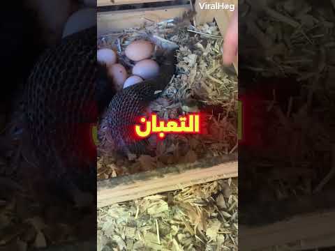 مش هتصدق اللي تحت الفرخة ده!🤯