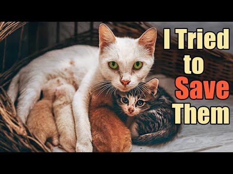 Stray Cat Gave Birth in a Stairwell — I Tried to Save Her Kittens