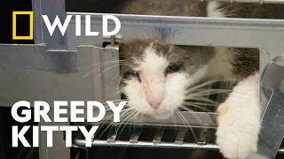 Sweet Tooth | Critter Fixers: Country Vets | National Geographic WILD UK