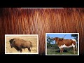 Exploring the Great Plains of Texas