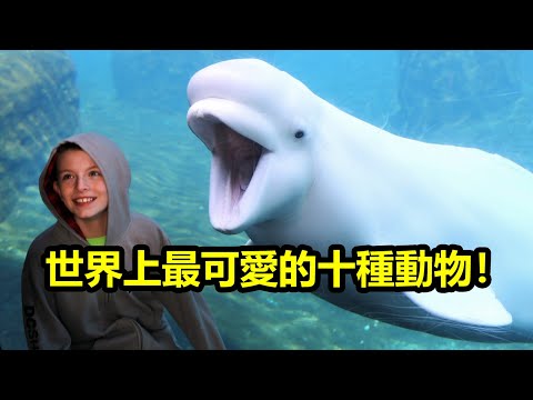 世界上最可愛的十種動物！真的是太可愛啦！ - YouTube(8:01)