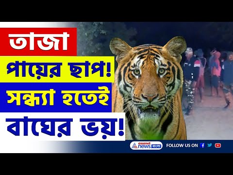 সন্ধ্যা হতেই ভয়ে কেউ বেরচ্ছে না! কুলতলির বাঘ এখন কোথায় জানেন! দেখুন | Kultali Tiger Video