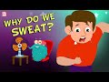 Understanding Sweating and Thermoregulation