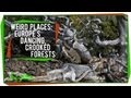 Mysteries of the Dancing and Crooked Forests