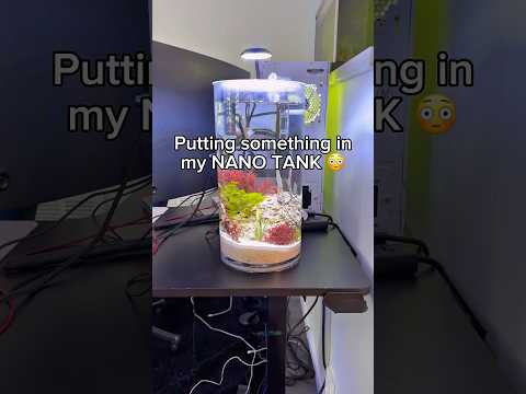 Adding live animals to my NANO TANK!?