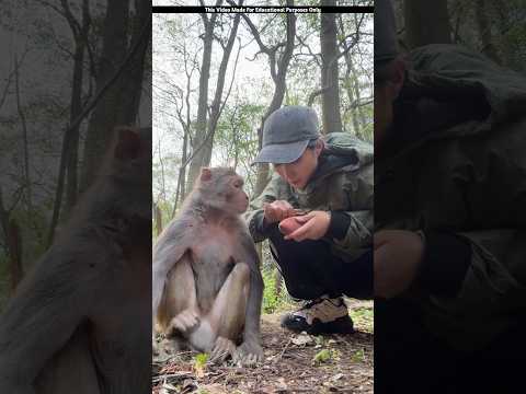 Girl lets monkey eat carrot