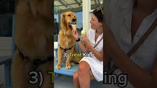 This is my Golden Retriever's Summer Personality!