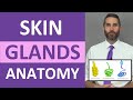 Exploring Skin Glands: Anatomy and Functions