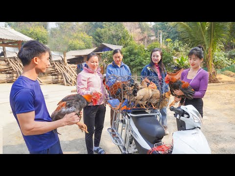 Harvest Manhy Chickens From The Farm and Sell Them At The Market. My Bushcraft / Nhất