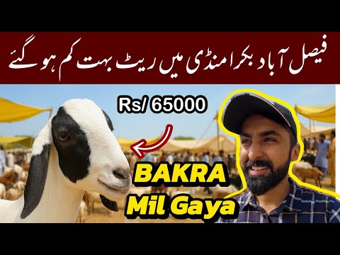 Bakra Mil Gya Finally! 🐐 | بکرا مل گیا فیصل آباد سے ،ریٹ بھی مناسب!