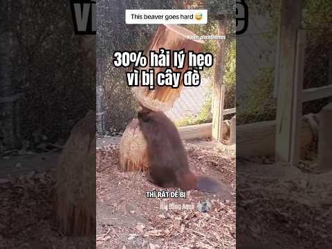 30% hải ly hẹo vì bị cây đè. #animals #hải_đăng_aqua #haidangaqua #hải_ly #beavers