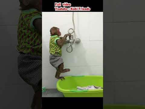 Smart monkey washes shoes #cute #monkeybaby #cutemonkey