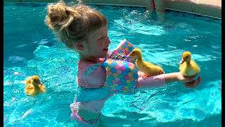 🐥 Pet ducklings became very tame ❤️ when the girl swam with them happily in the pool 👙🩴💦 