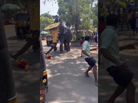 Elephant attack 2024- 2million view’s #elephant #attack #kerala #today #shortsindia