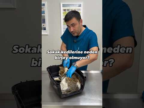 Sokak hayvanlarına birşey olmuyor! Diyenler, bu videodan sonrada da aynı şeyi düşünebilecek mi? #cat