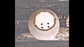 Nasa/ What was Found On Mars!