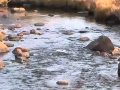 Living Things and Ecosystems