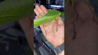 gigantic insects! #insect #pokemon #bug #terrarium #nacfamily #rock_n_insectes
