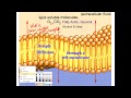 Cell Membrane Transport Mechanisms