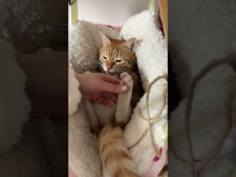 Shy cat