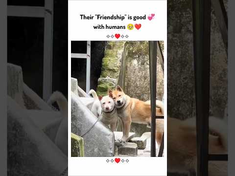 Their Friendship is good with humans❤️ !! #shortsvideo #animals #viralvideo #cute #ytshorts #youtube