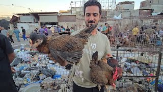 سوق مريدي في بغداد المدينة انواع الحيوانات والطيور مع الأسعار 22 سبتمبر 2025