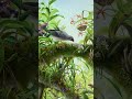 Understanding the Role of Art in Biodiversity Conservation