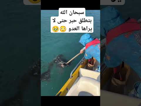 اول مرة اشوفها بحياتي .. 😳😳😳 إشترك بالقناة لمزيد من الفيديوهات