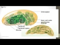 Photosynthesis Concepts and Processes