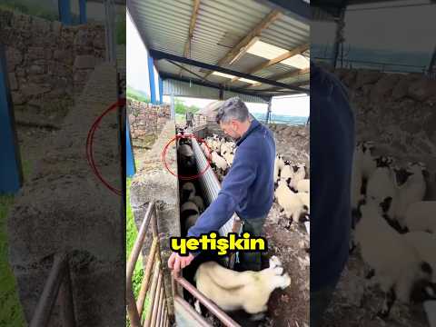 Koyunları Ayırmanın En Zekice Yolu❗️🐑