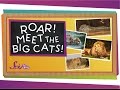 Big Cats Knowledge Assessment